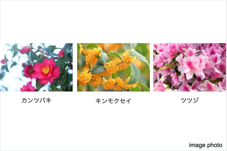 植栽のイメージ画像